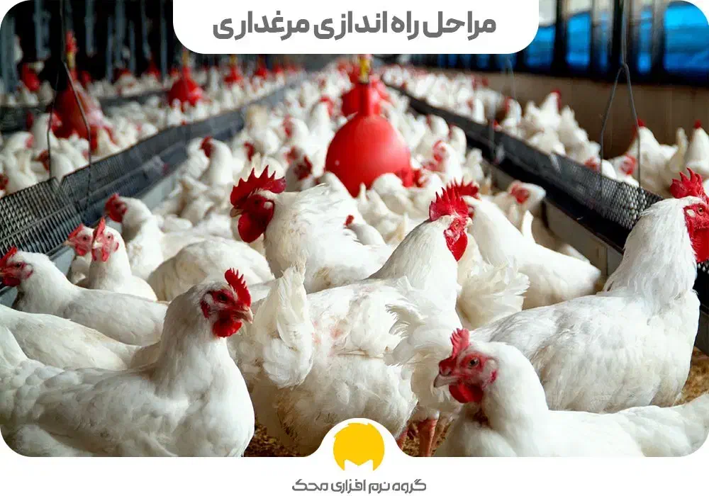 مرغ گوشتی ارگانیک|خوردنی و آشامیدنی|قائم‌شهر, |دیوار