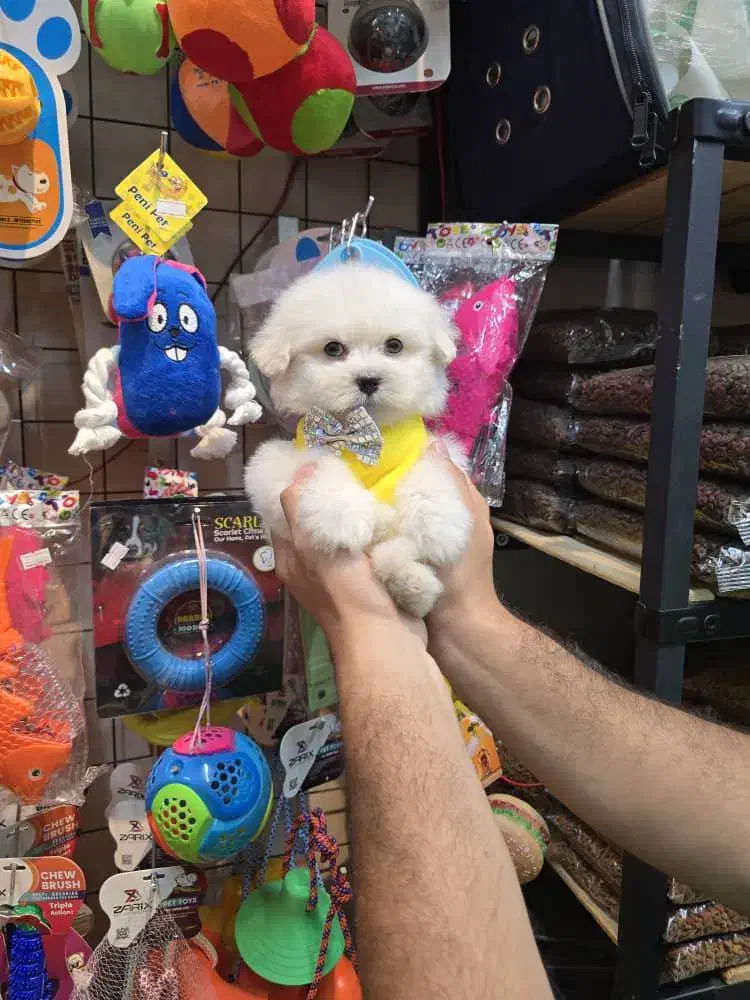 شیتزو کراس های فنجونی|سگ|اصفهان, قائمیه|دیوار