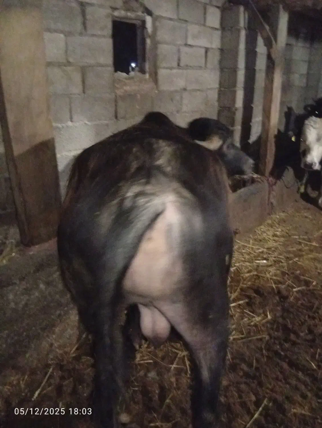 گوساله گاومیش نر|حیوانات مزرعه|نمین, |دیوار