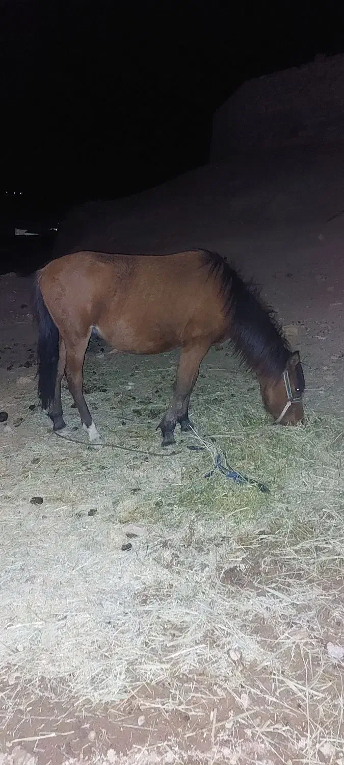 اسب نر فروشی|اسب و تجهیزات اسبسواری|زنجان, |دیوار