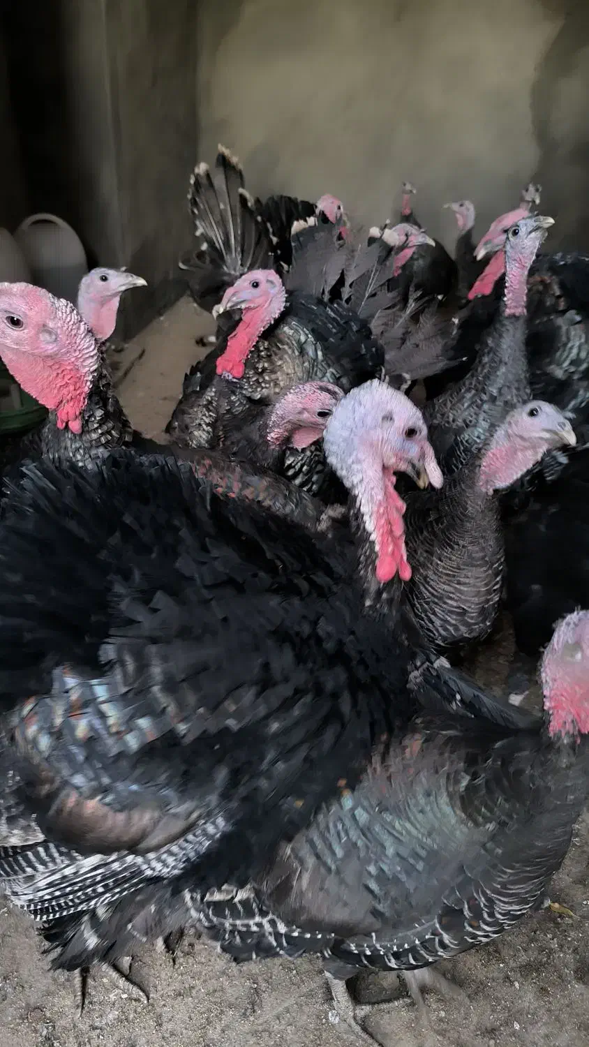 فروش بوقلمون برنز و بوربون برای باغ یا گردشگری|حیوانات مزرعه|مشهد, هنرستان|دیوار