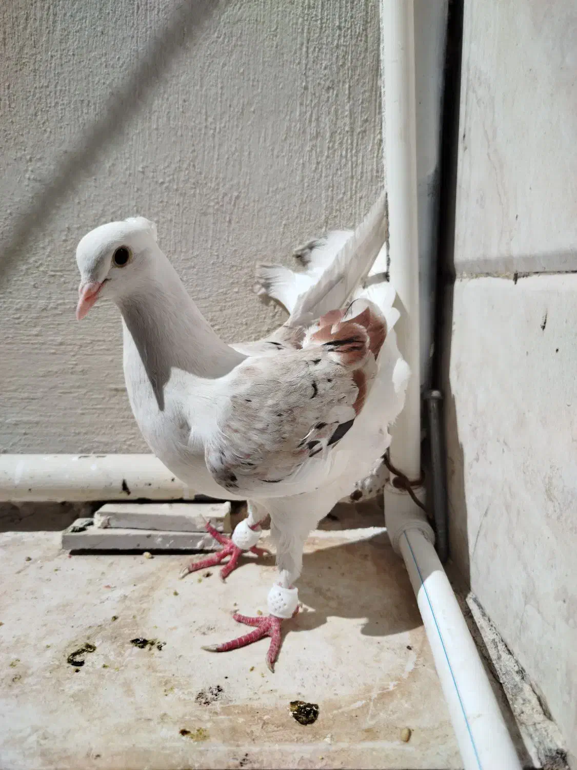 سه عدد کبوتر|پرنده|خرم‌آباد, |دیوار