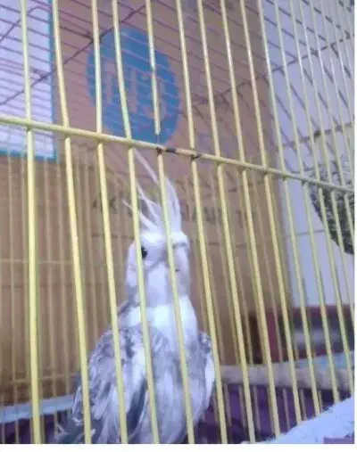 طوطی برزیلی و عروس هلندی|پرنده|خرمشهر, |دیوار