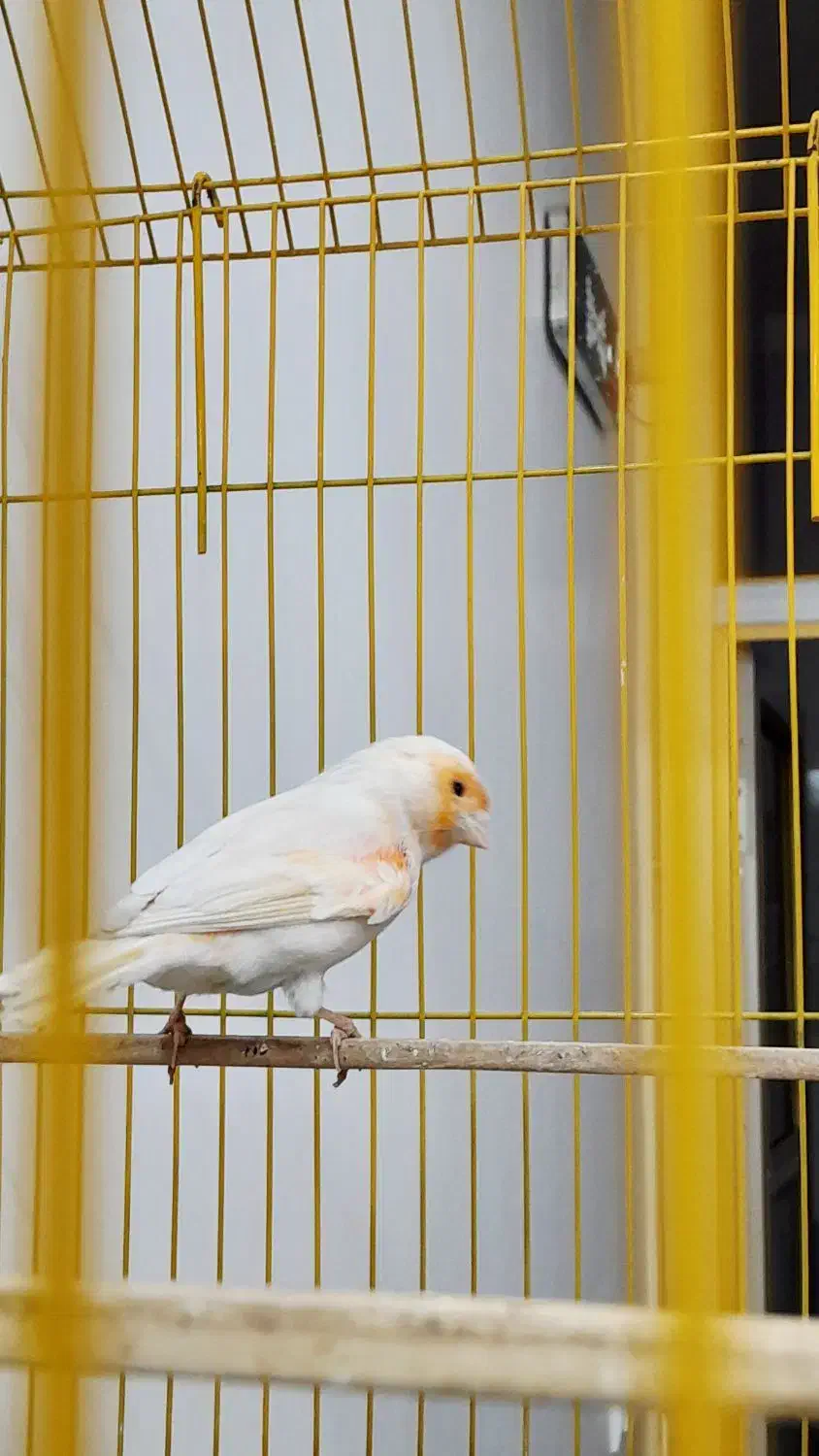 قناری موزائیکی مست مست فول|پرنده|کارون, |دیوار