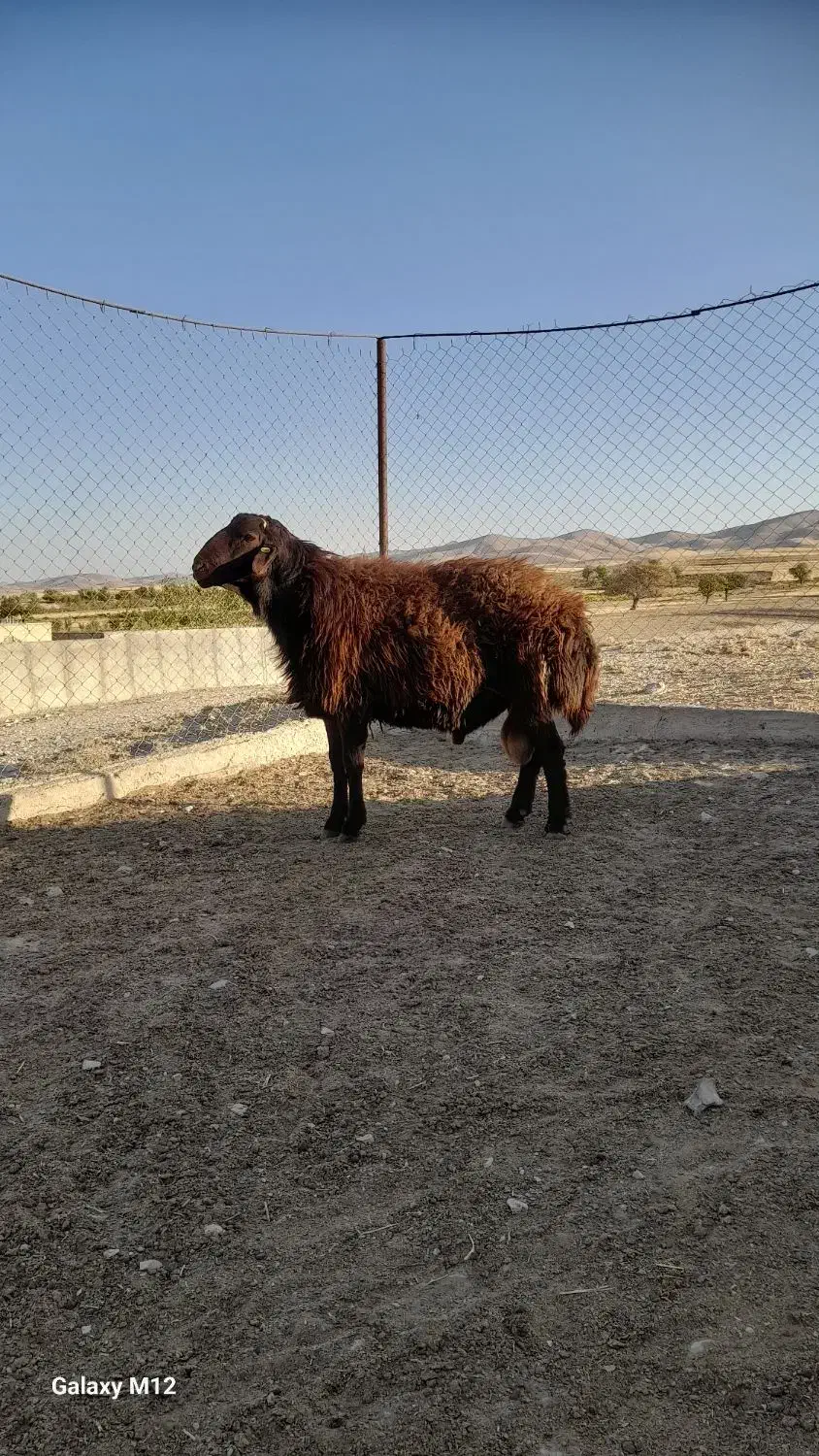 قوچ همو قزل افشار ۲ ساله|حیوانات مزرعه|زنجان, |دیوار