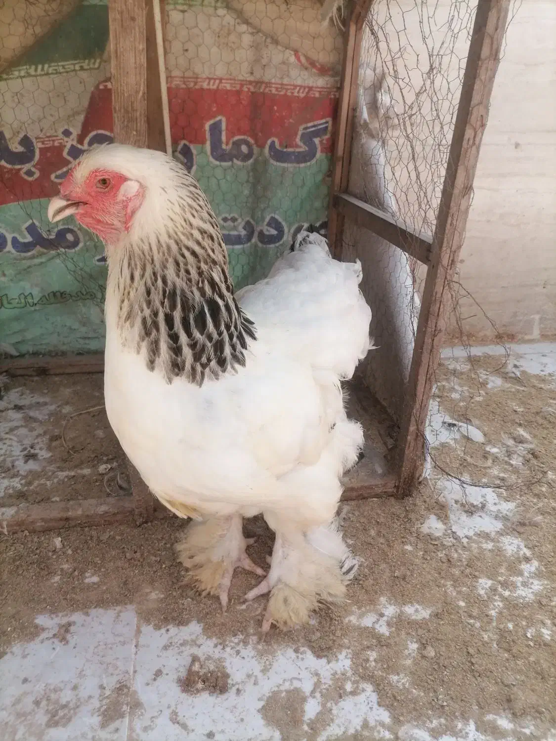 تخم مرغ نطفه دار برهما|حیوانات مزرعه|قائمشهر, |دیوار