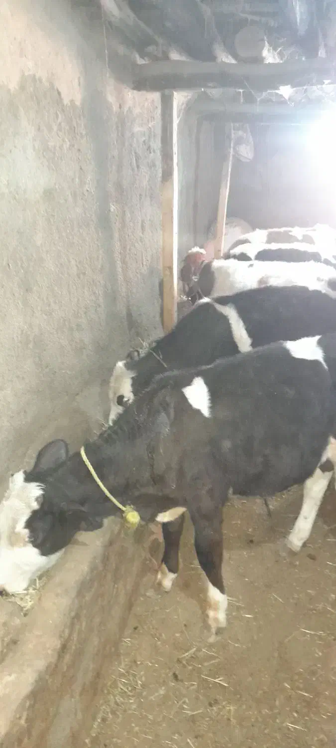 گوساله نر|حیوانات مزرعه|مهربان, |دیوار