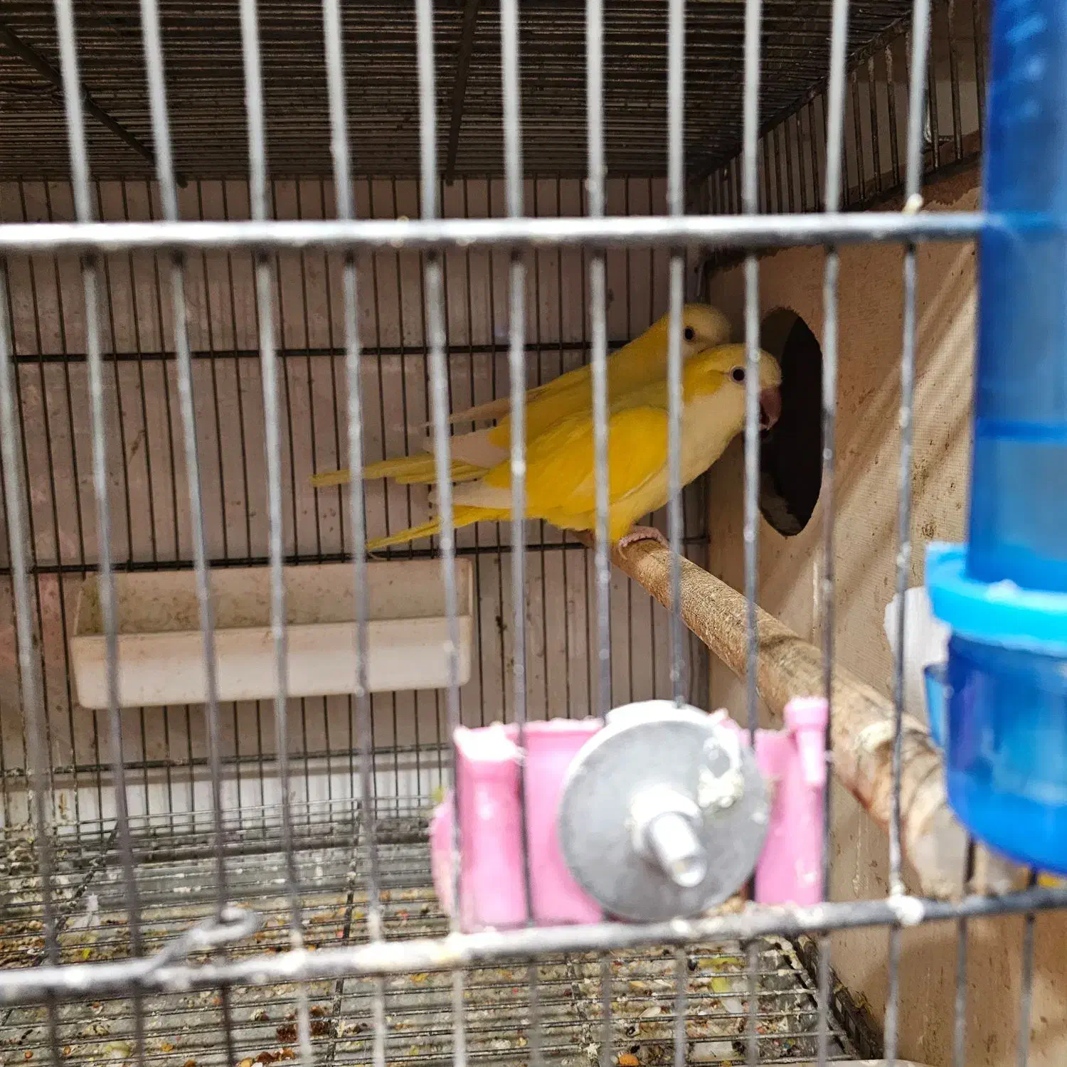 راهب مولد زرد|پرنده|هشتگرد, هیو|دیوار