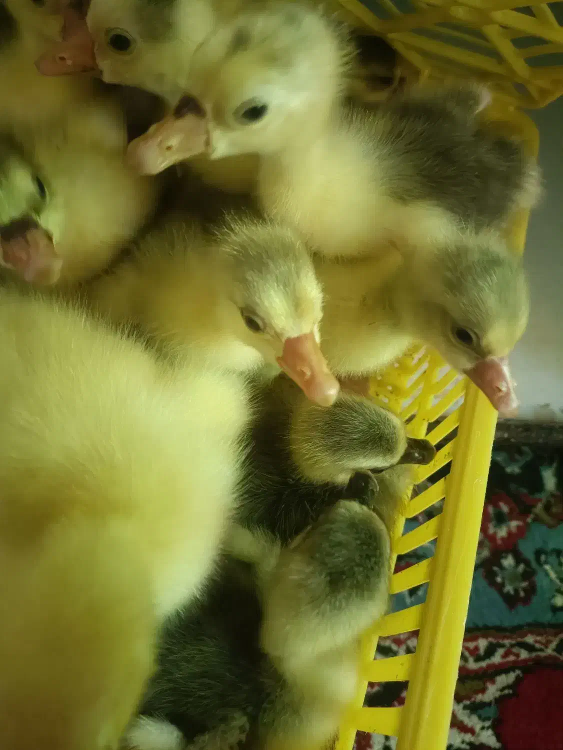 جوجه غاز یکروزه|حیوانات مزرعه|رستمکلا, |دیوار