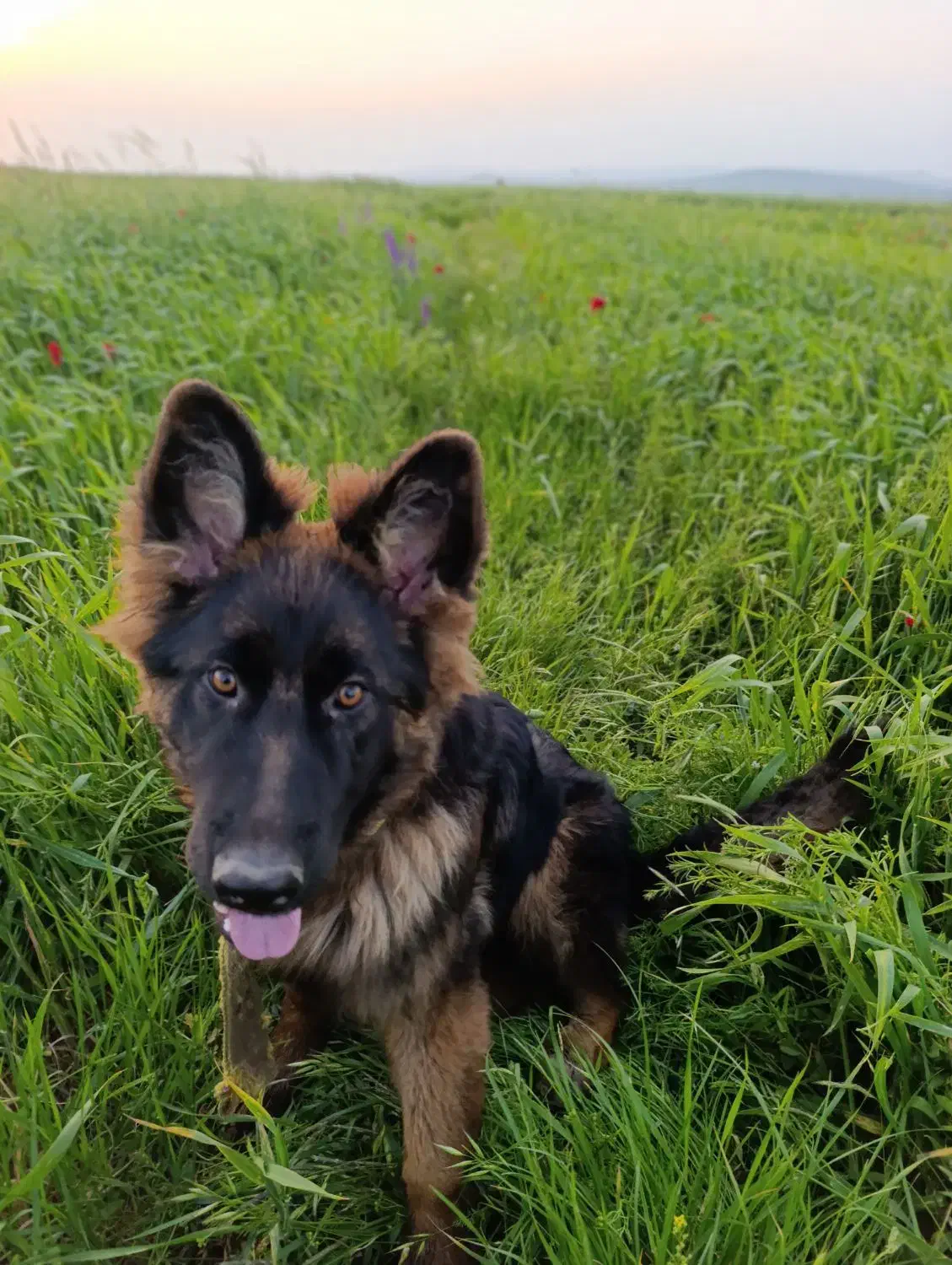 سگ با|سگ|ویلکیج, |دیوار