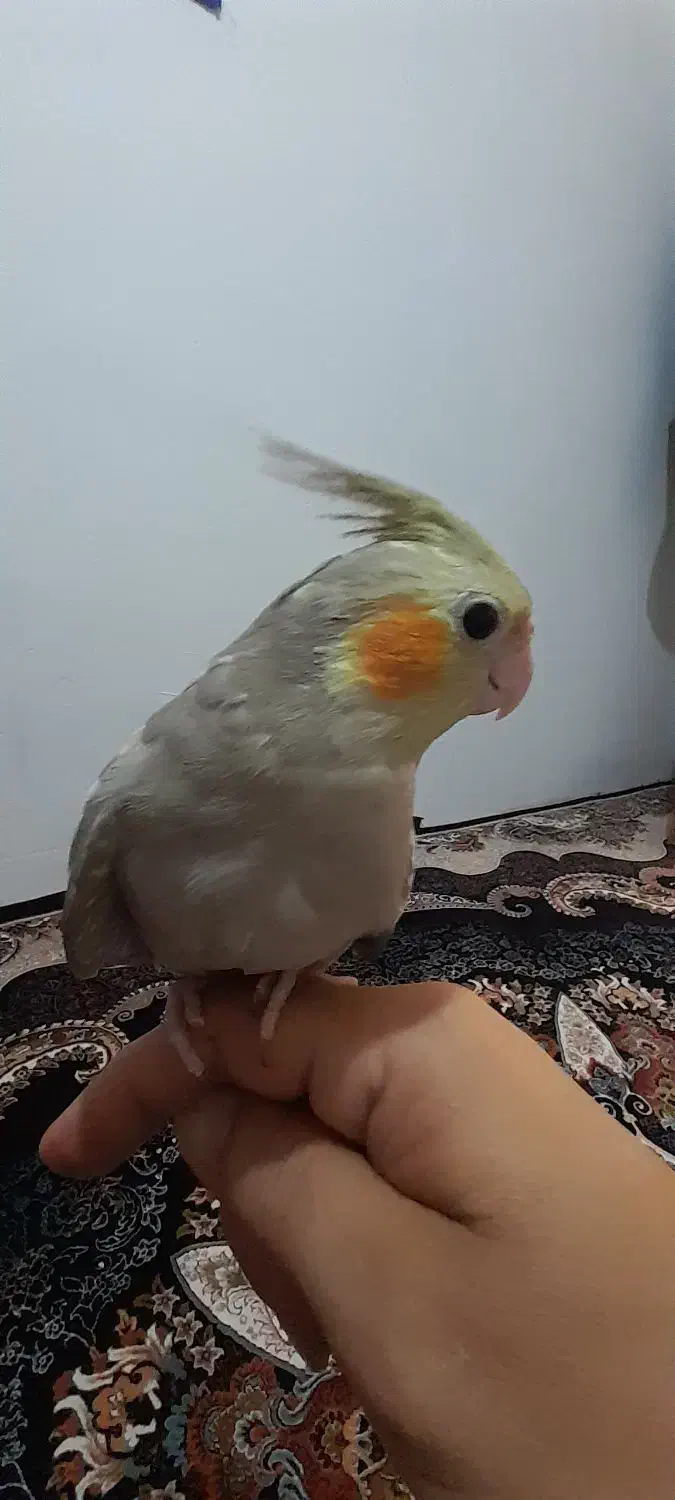 فروش عروس هلندی ۲ ماهه|پرنده|میانه, |دیوار