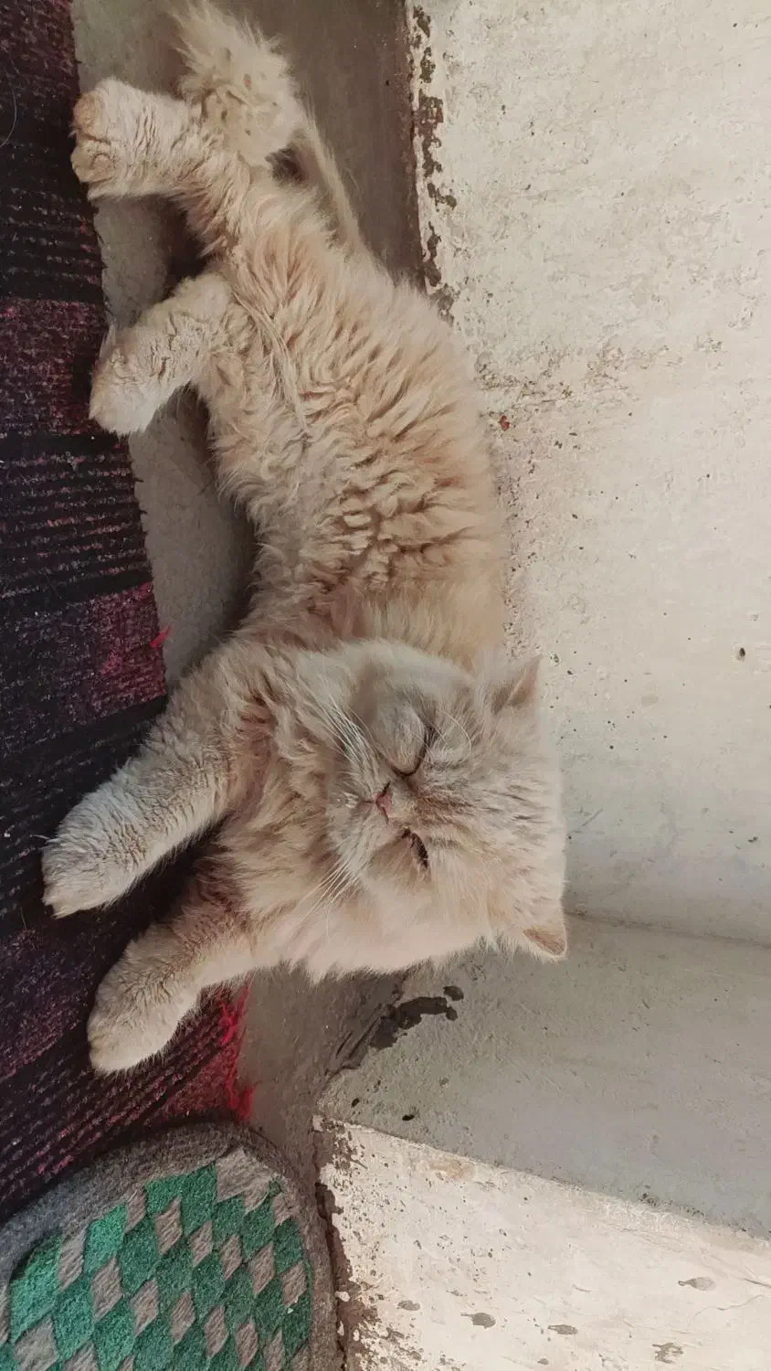 گربه پرشین نر|گربه|اسفراین, |دیوار