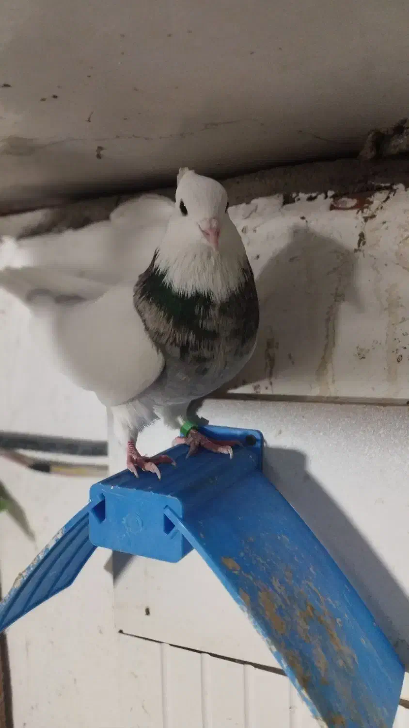 کبوتر طوقی|پرنده|گنبد کاووس, |دیوار