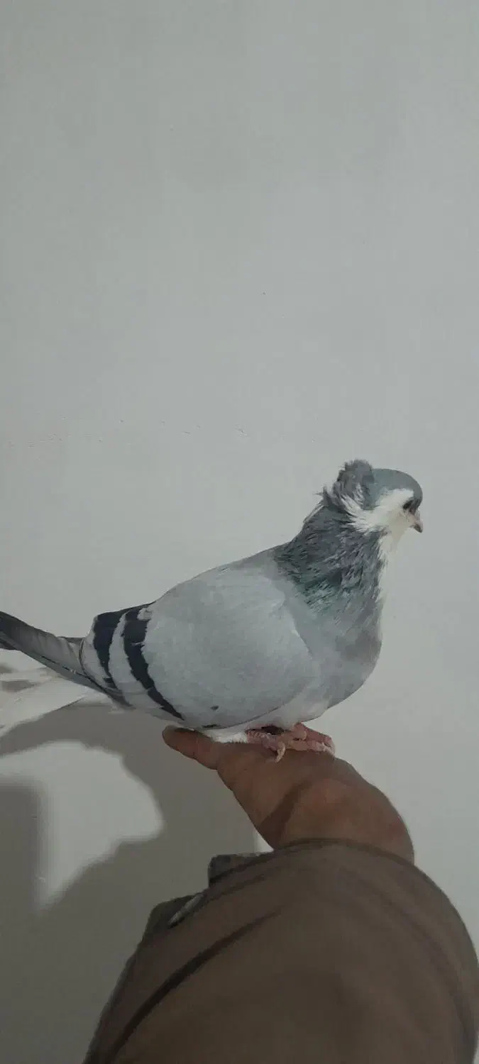 ساده سبزکاکل ماده|پرنده|تربتحیدریه, مسجد جامع|دیوار