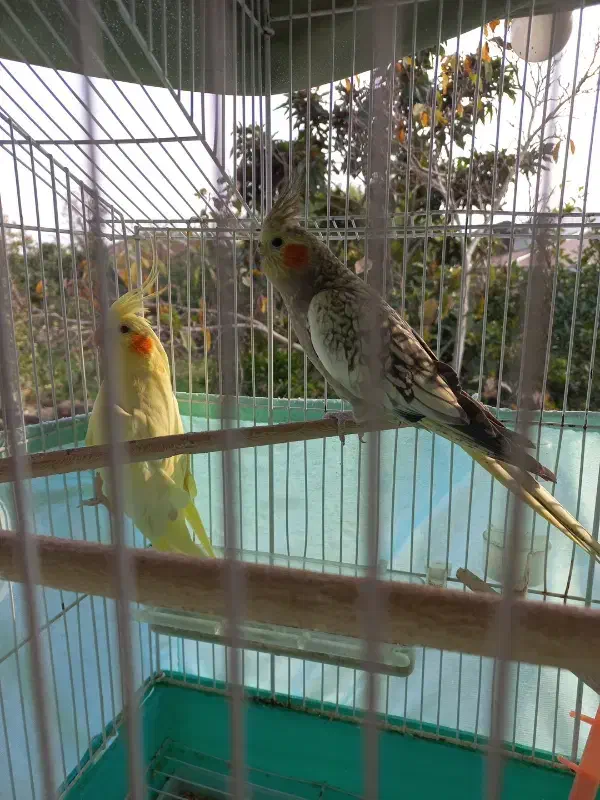 طوطی عروس|پرنده|فومن, |دیوار