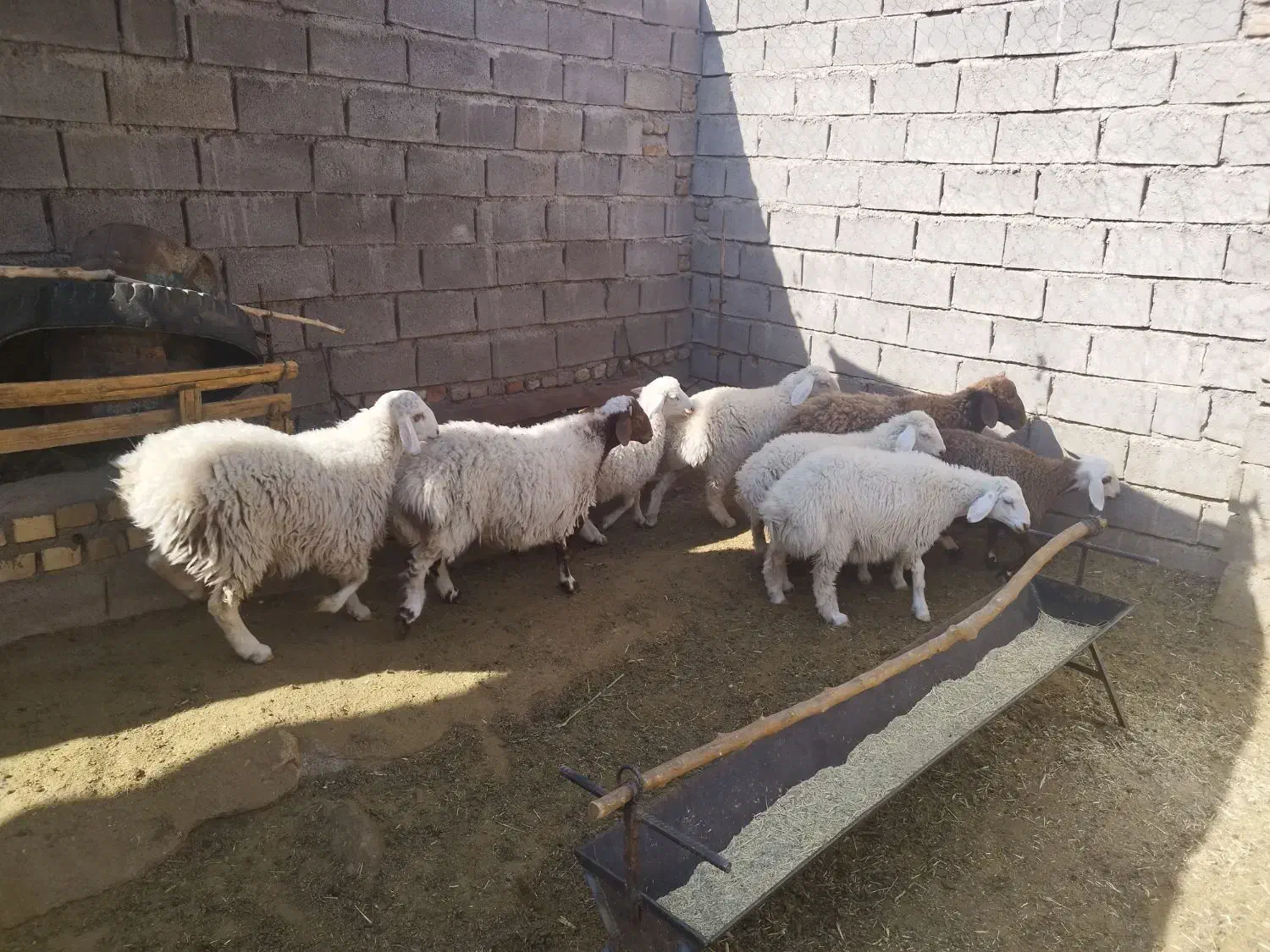 بره|حیوانات مزرعه|کاخک, |دیوار