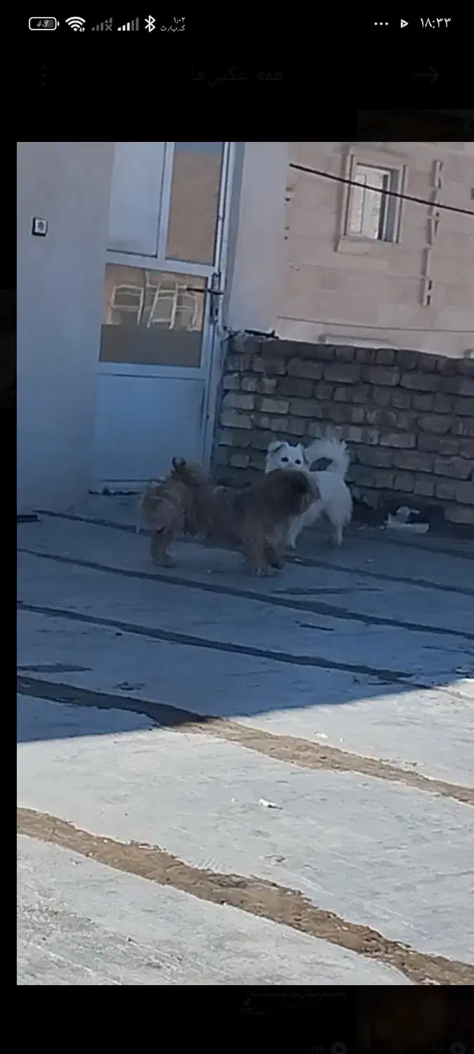 سگ گمشده|حیوانات|اقلید, |دیوار