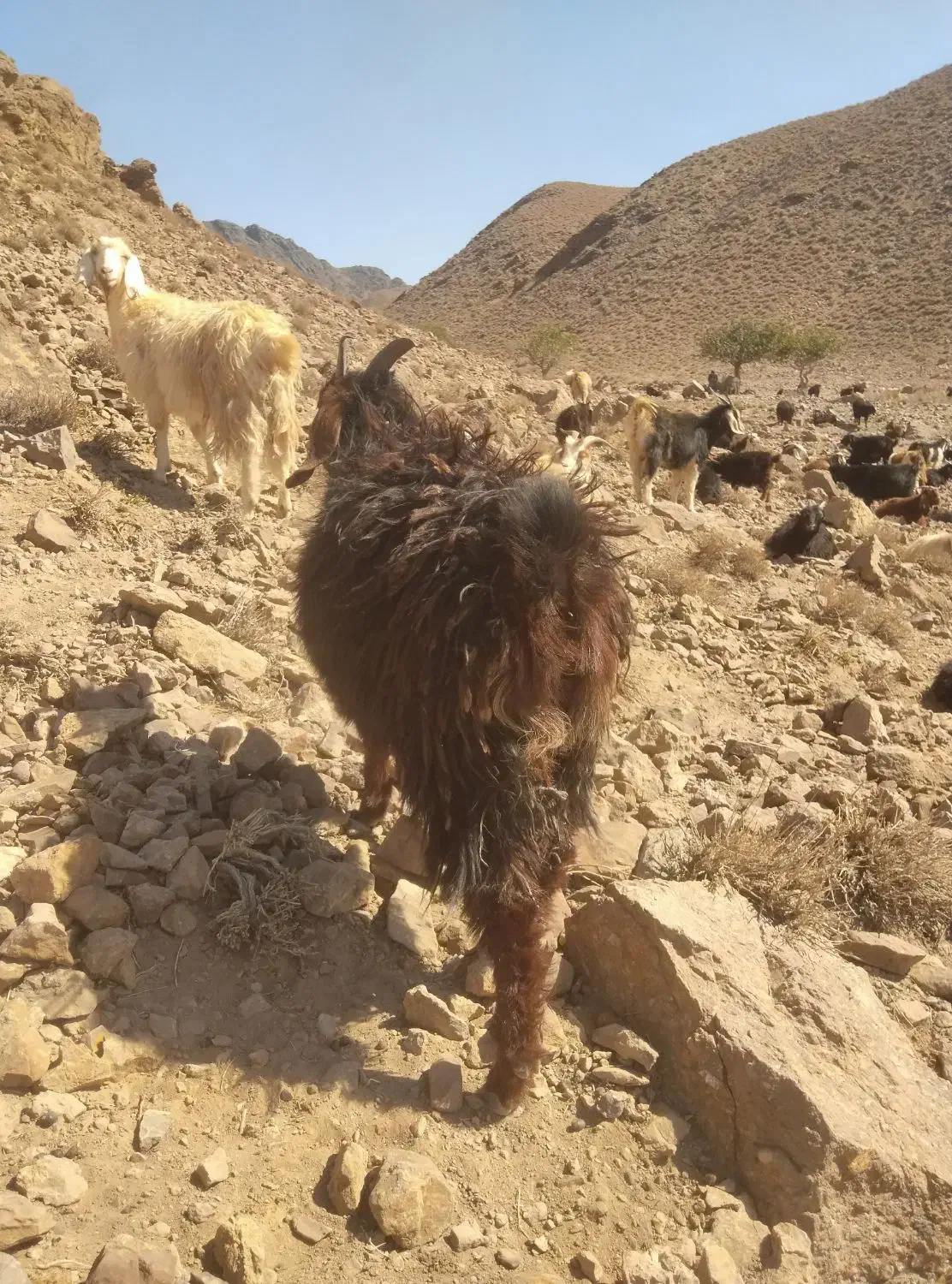 دو عدد بز جوان|حیوانات مزرعه|خواف, |دیوار