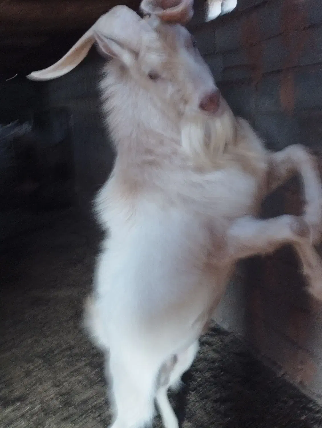 تکه سانن اصل دوساله|حیوانات مزرعه|تربت جام, جامرود|دیوار