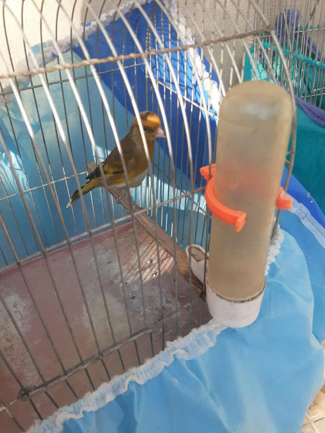 سهره قناری سبزچمنی|پرنده|کرمانشاه, |دیوار