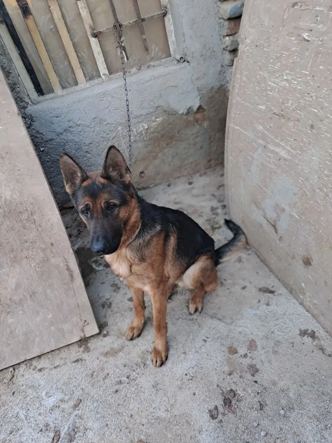 سگ ژرمن|سگ|پاکدشت, پاکدشت (مامازند)|دیوار