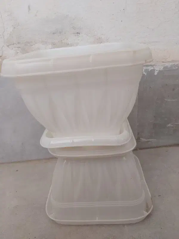 ۳ تا گلدون نونو بزرگ|گل و گیاه طبیعی|پاکدشت, پاکدشت (مامازند)|دیوار