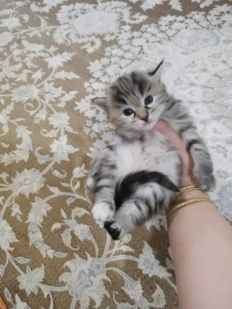 بچه گربه پرشین میکس 2 ماهه|گربه|ارومیه, |دیوار