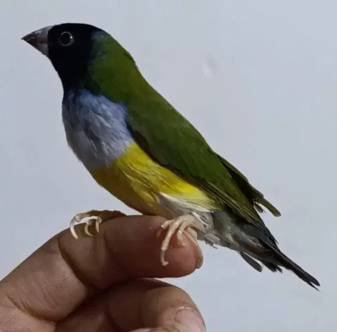 گلدین نر+جفت فنج زبرا|پرنده|باوی, |دیوار