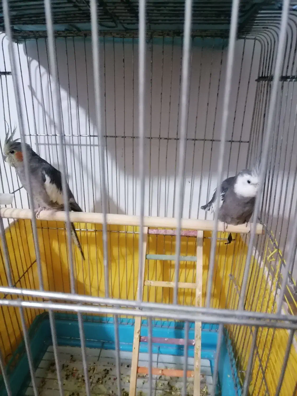 عروس هلندی مولد|پرنده|بندر ماهشهر, |دیوار