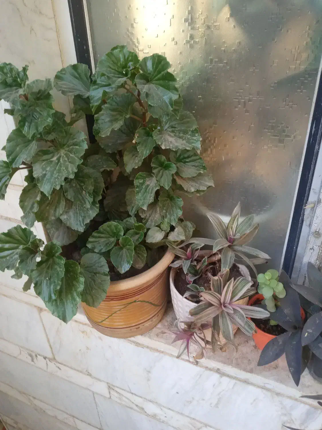 گل مختلف|گل و گیاه طبیعی|زنجان, |دیوار