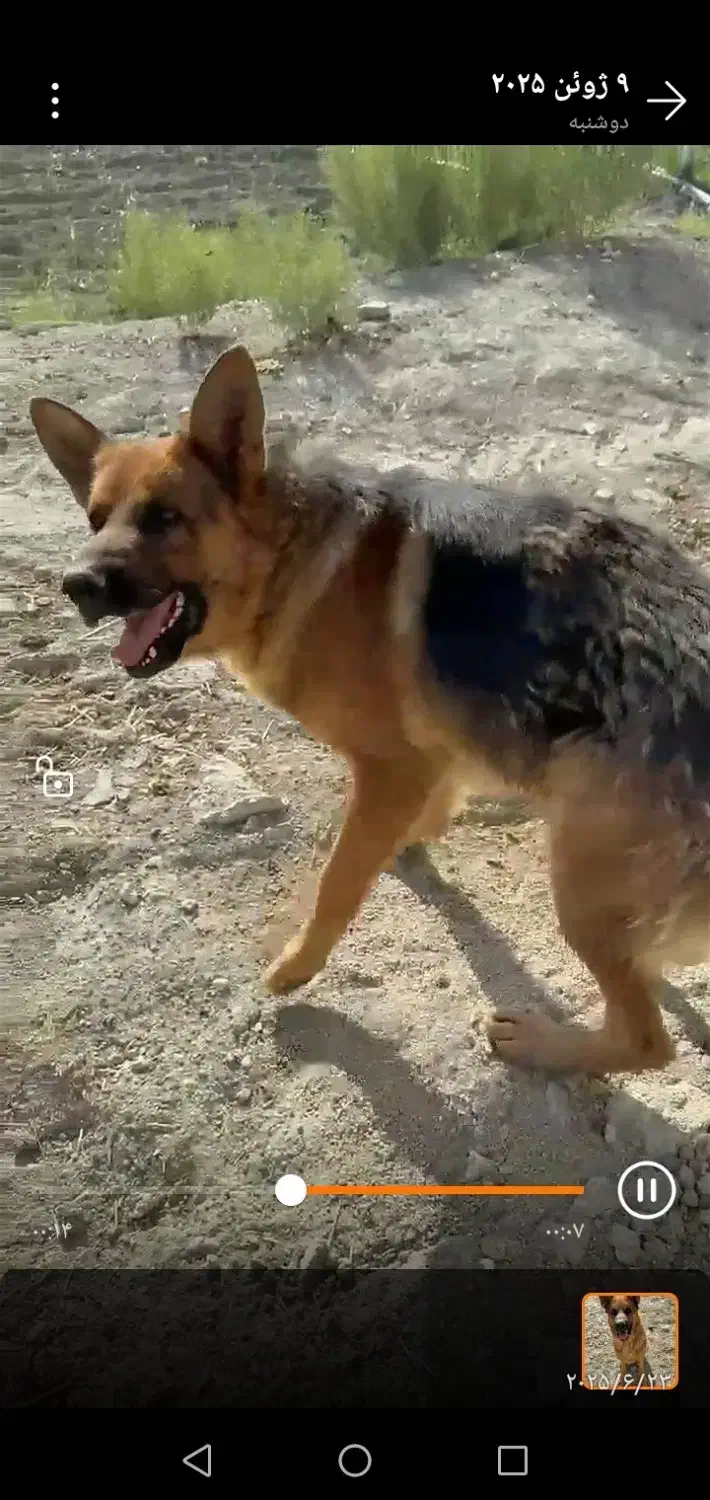 دو عدد توله 6ماهه ماده از این مولد|سگ|اسفراین, |دیوار