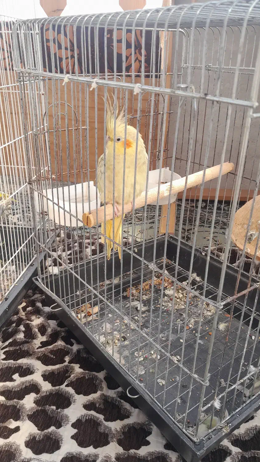 عروس هلندی ماده|پرنده|آستانه اشرفیه, |دیوار