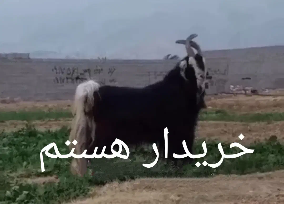 بزغاله شاخ انبری|حیوانات مزرعه|کوه چنار, |دیوار