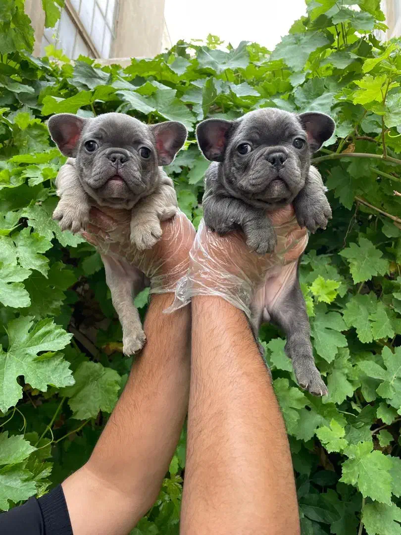 پاگ، یورکشایر، شیواوا پودل و پامر|سگ|تهران, درکه|دیوار