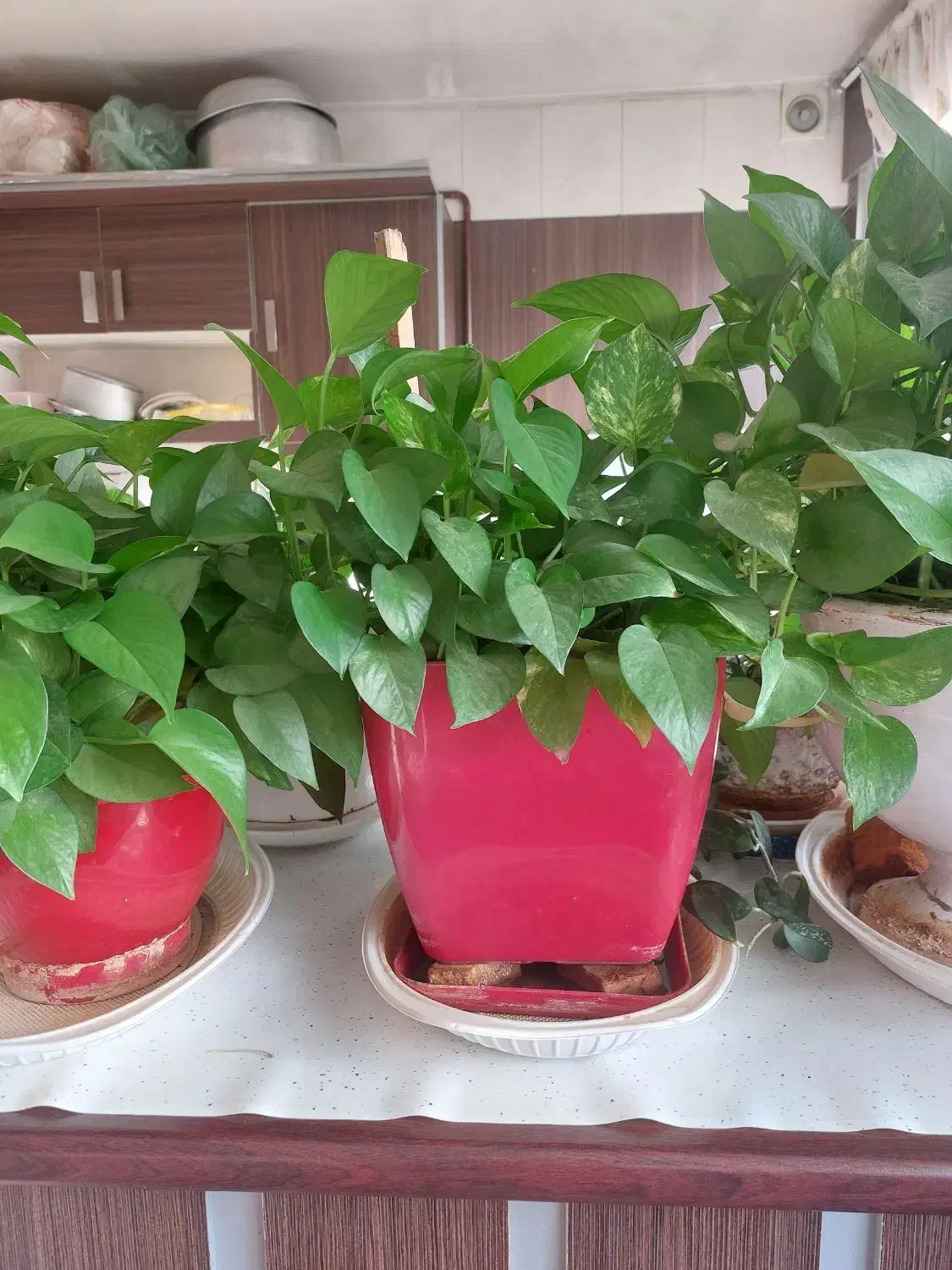 گل پتوس|گل و گیاه طبیعی|مشهد, دانشجو|دیوار