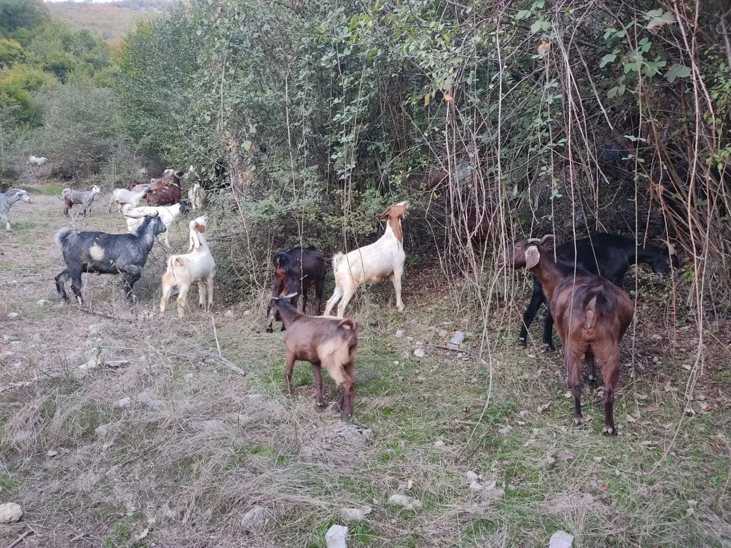 بزفروشی|حیوانات مزرعه|مینودشت, |دیوار