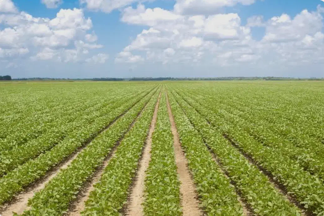 فروش زمین کشاورزی 2 هکتار|فروش خانه و ویلا|مراوه, |دیوار