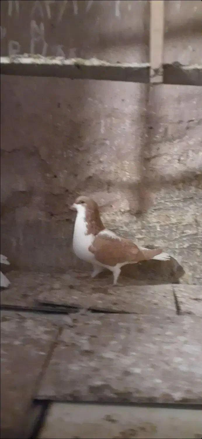 چپ ماده کفتر|پرنده|اقبالیه, |دیوار