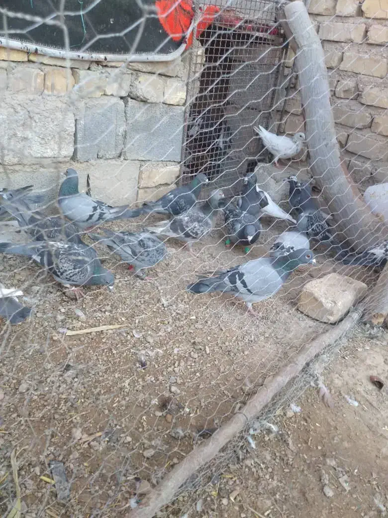 کفتر پلاکی|پرنده|مرودشت, نقش رستم|دیوار