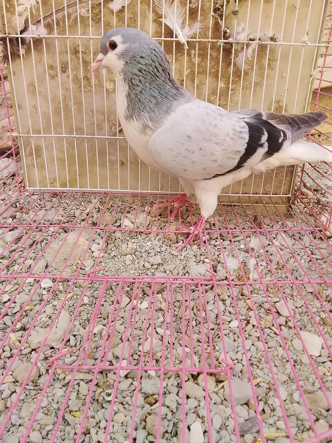 ساده سبز|پرنده|سراوان, |دیوار