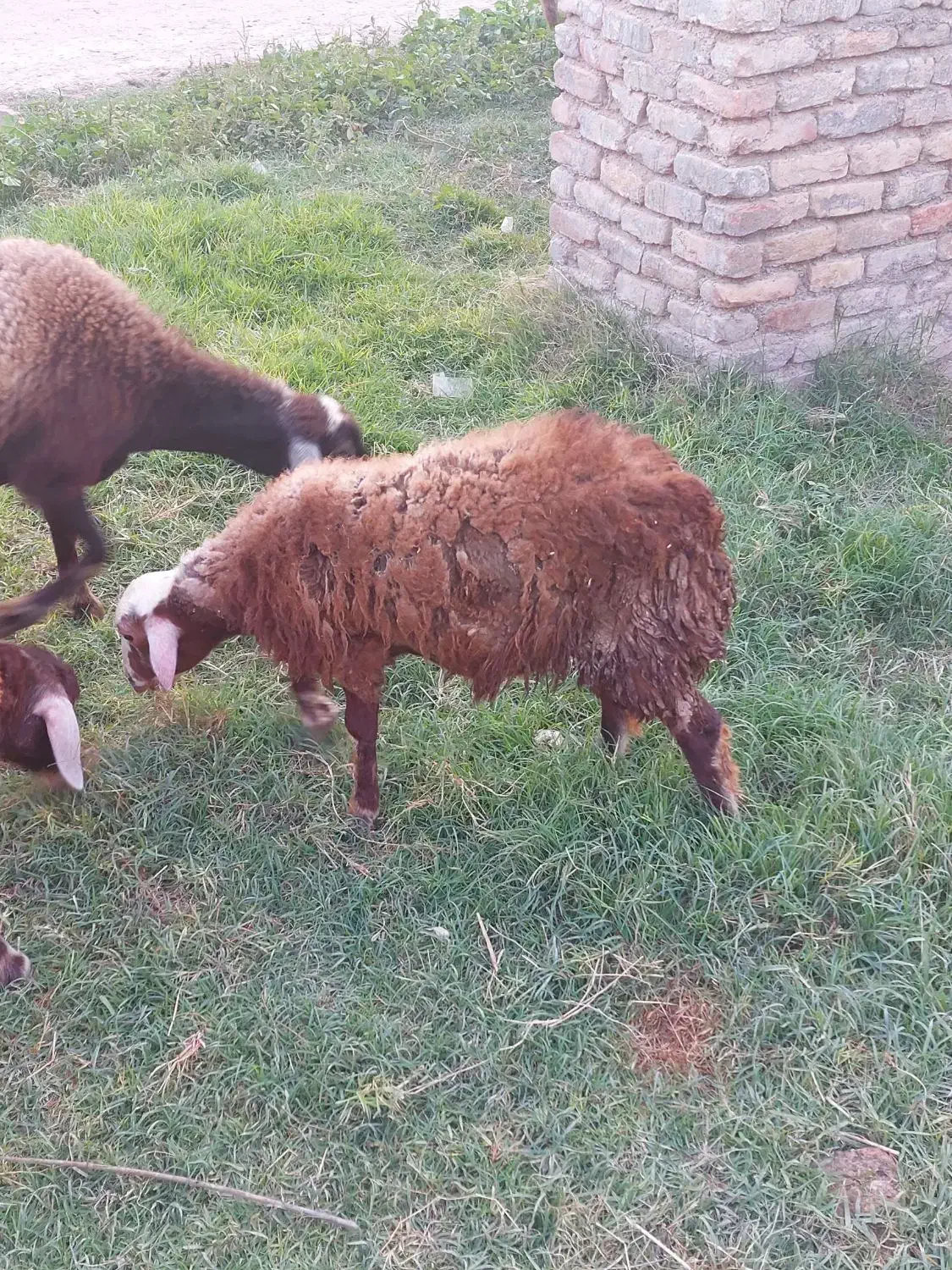 گوسفند بردار و گوسفند ابست توقلی وبره نر و بز|حیوانات مزرعه|آق قلا, |دیوار