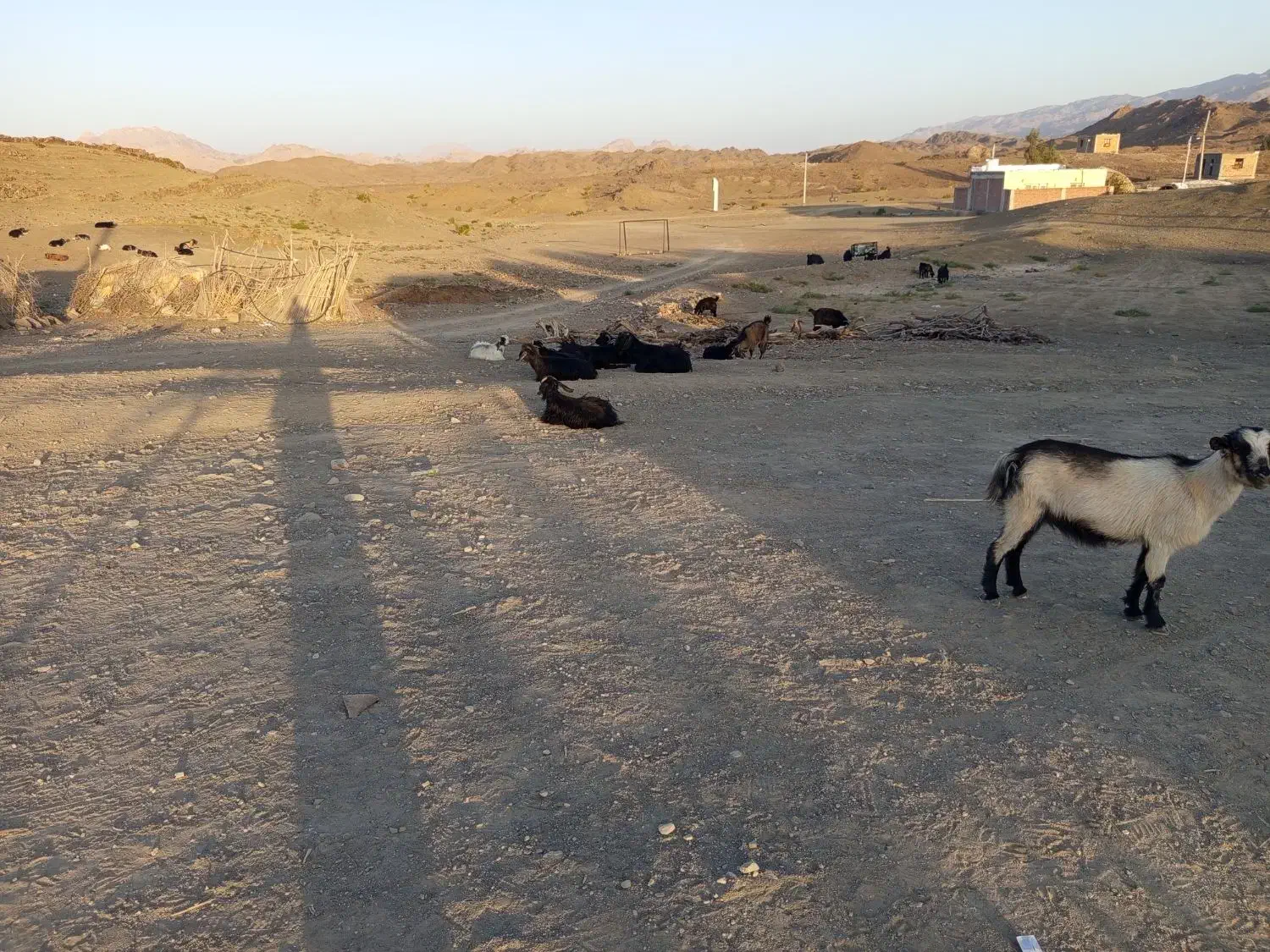 بز محلی قیمت مناسب|حیوانات مزرعه|چاه داد خدا, |دیوار