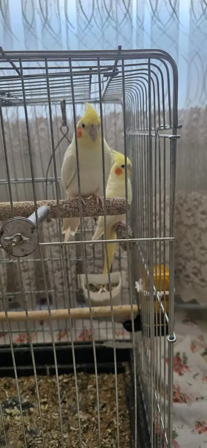 عروس هلندی|پرنده|خرمدره, |دیوار