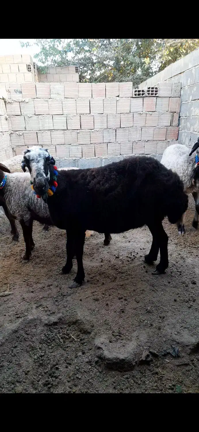 100|حیوانات مزرعه|انبارآلوم, |دیوار