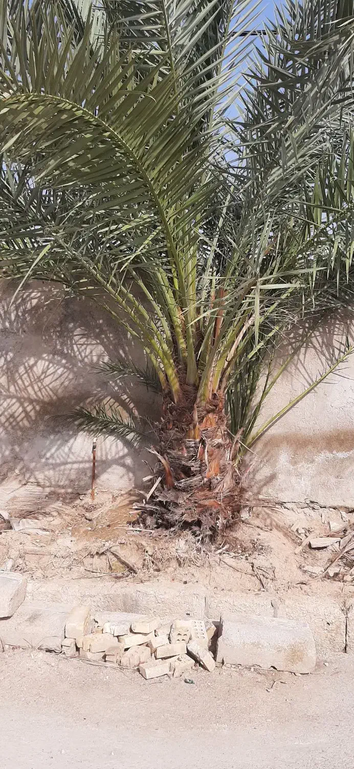 نخل برهی|خدمات باغبانی و درختکاری|چمران, |دیوار