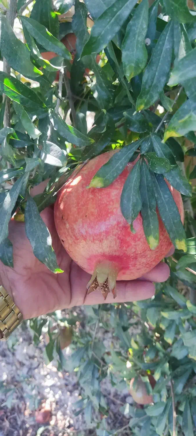 انار|خوردنی و آشامیدنی|ایزدخواست, |دیوار