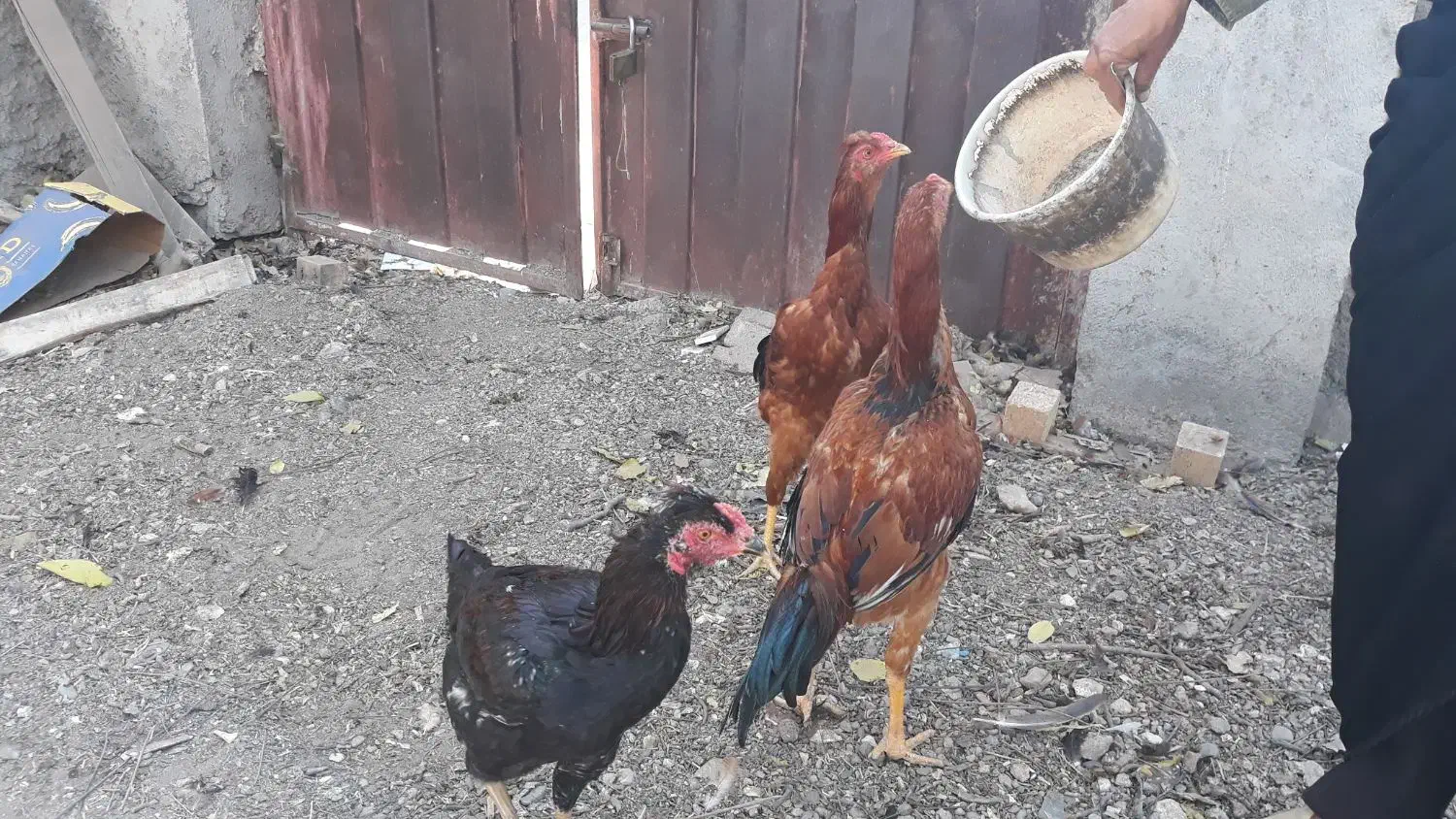 سه عدد جوجه خروس اعلا بسیار شاد|حیوانات مزرعه|مشهد, شهرک مهر آباد|دیوار