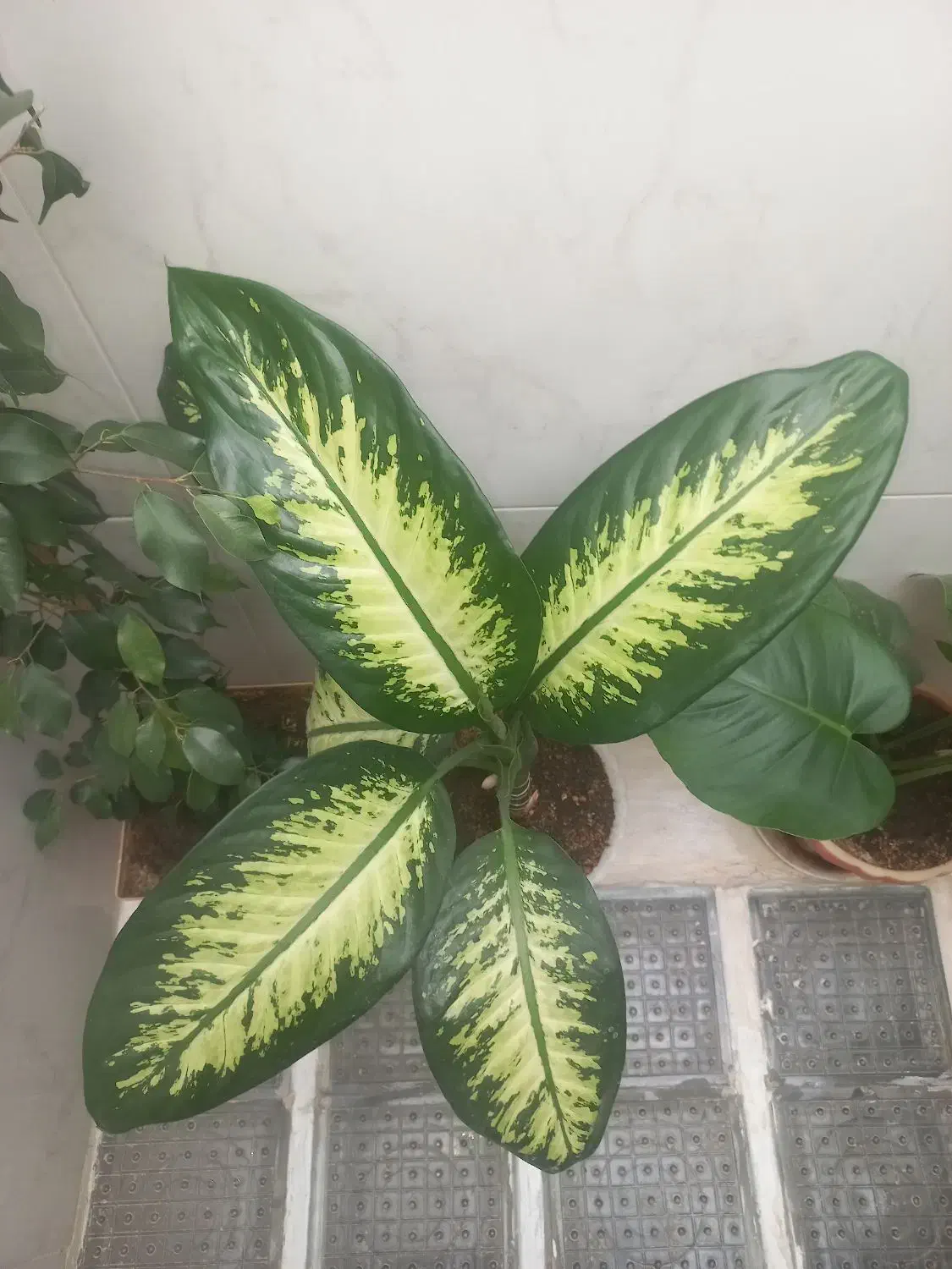 گل های طبیعی و زیبا|گل و گیاه طبیعی|دهگلان, |دیوار