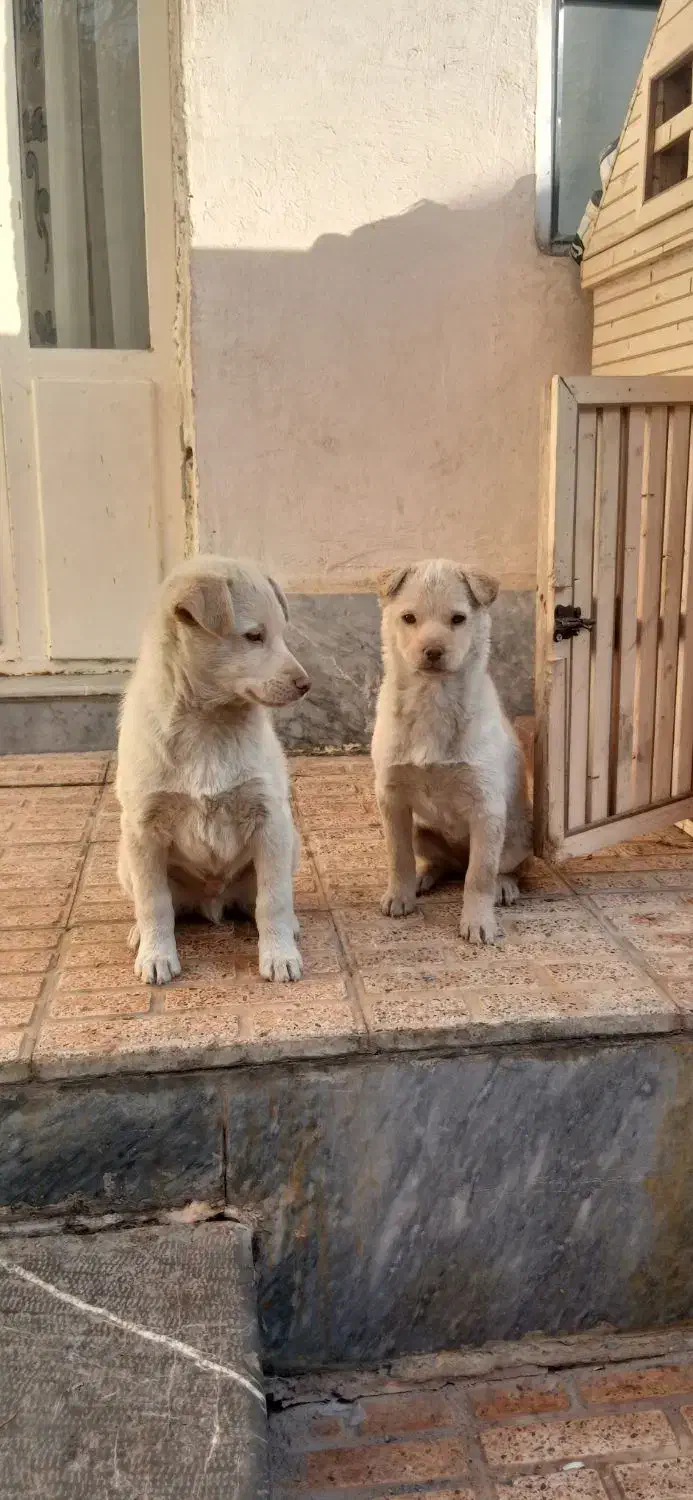 سگ تیز گوش|سگ|تبریز, |دیوار