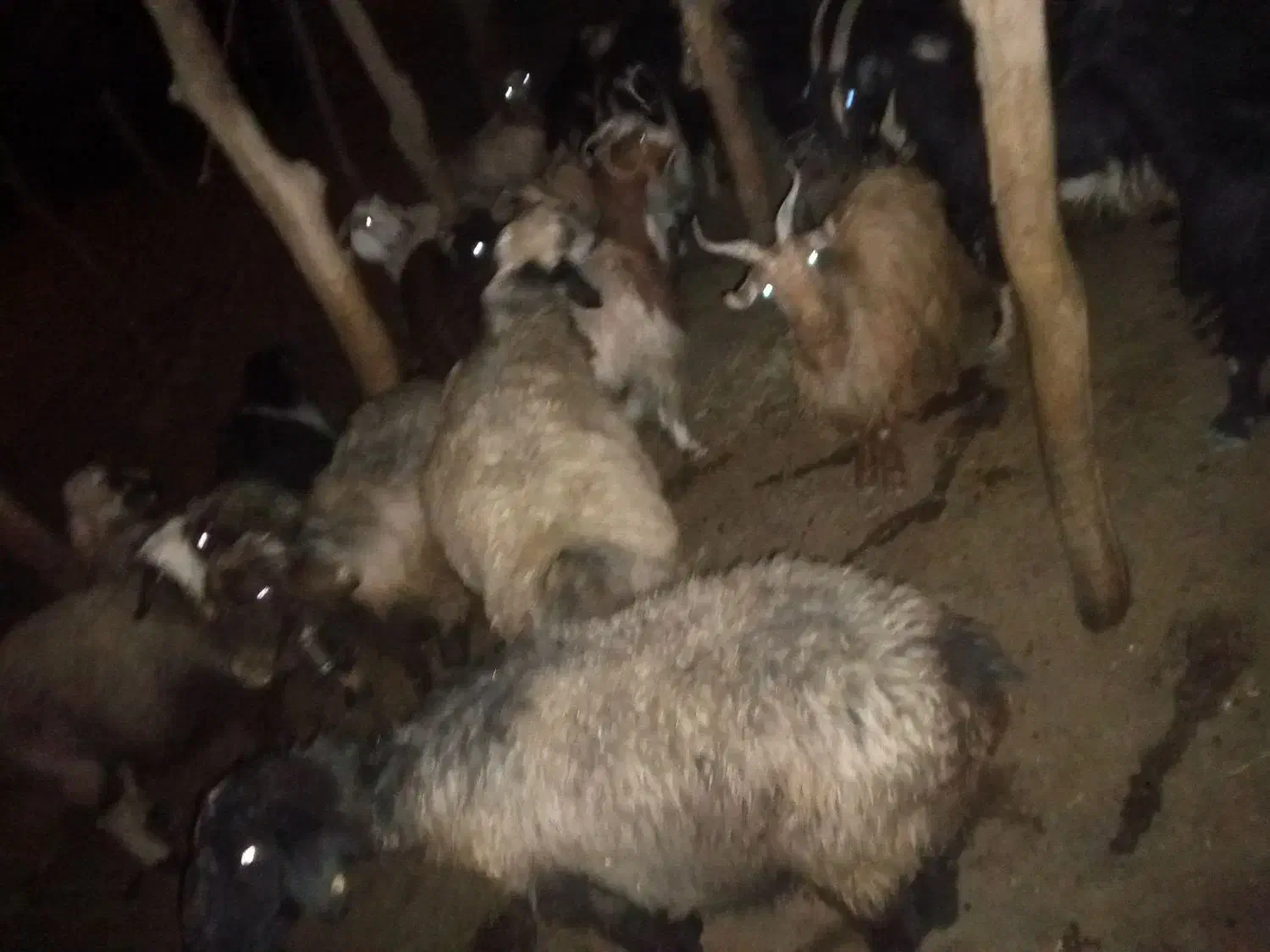 میش سر حال زیر قیمت|حیوانات مزرعه|لوداب, |دیوار